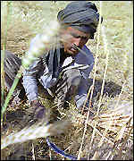 Wheat harvester