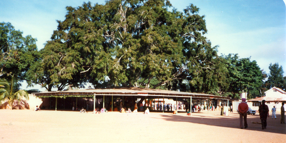 Banyan tree at Brindavan, Sai Baba ashram