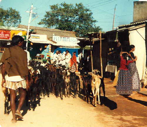 Puttaparthi village Jan. 1985 - goat herding